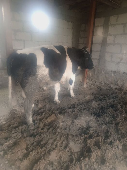 100 % соглом, бокилган суйишга тайёр