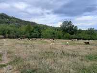 De vinzare berbecuți  crescuți natural ,cu vârsta de maxim 6luni..