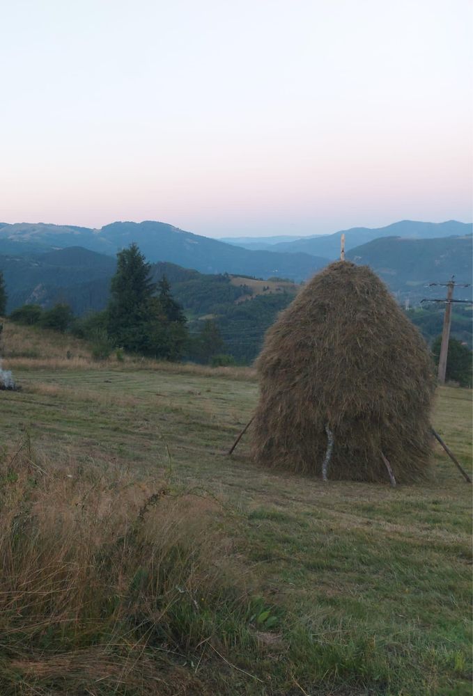 Fân/iarba de vanzare