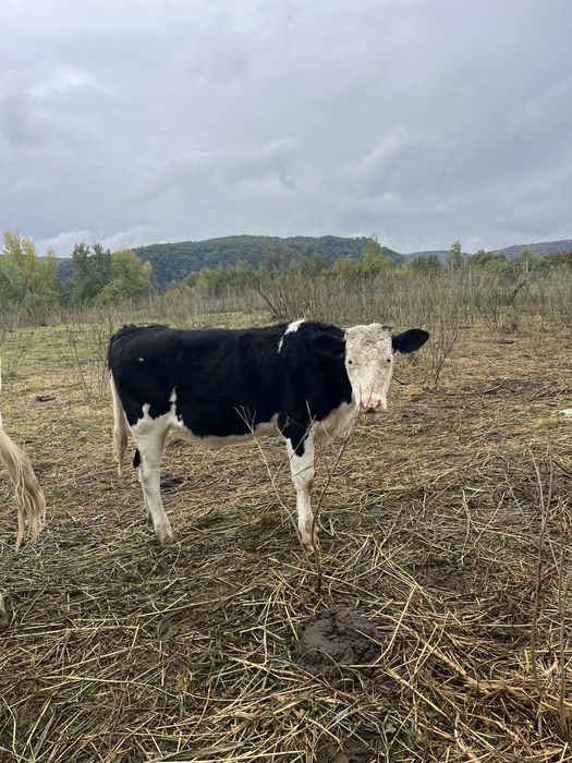 Vand vitea holstein