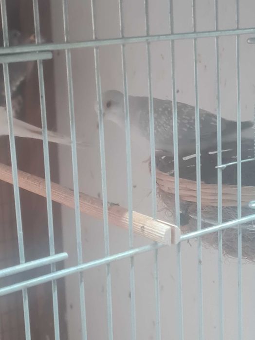 Продавам Диамантени гугутки