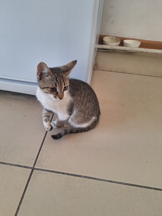 Возьмите котят. Здоровые