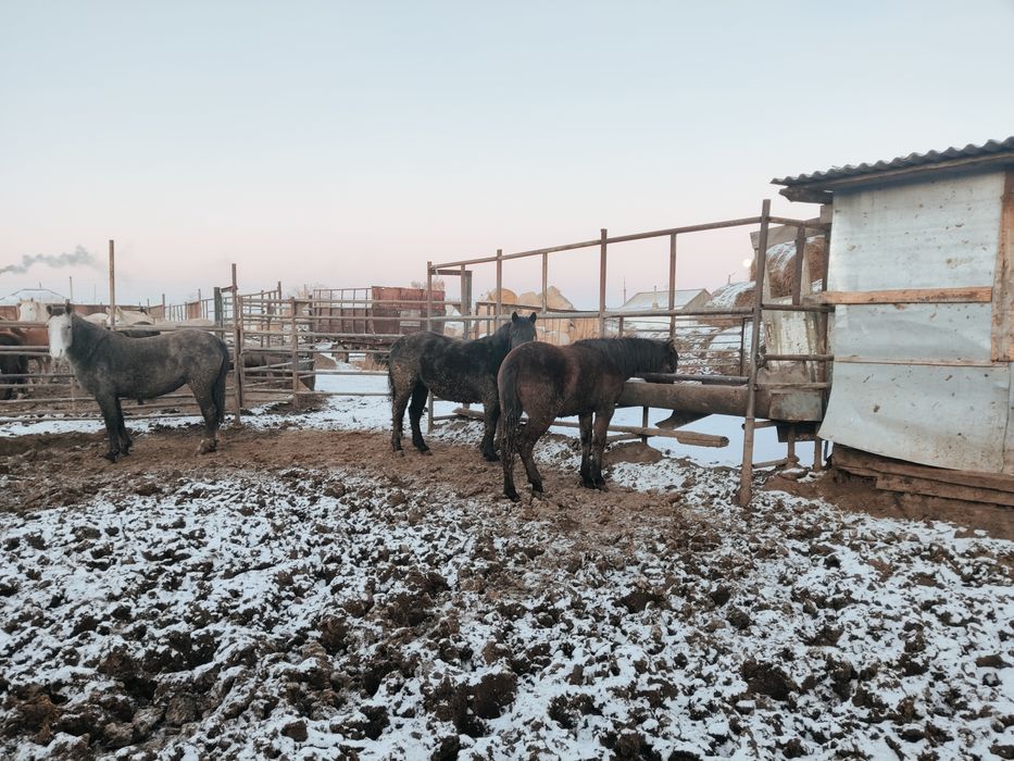 Продам лошадей с откорма, мясом от 1,5шек до 4х леток