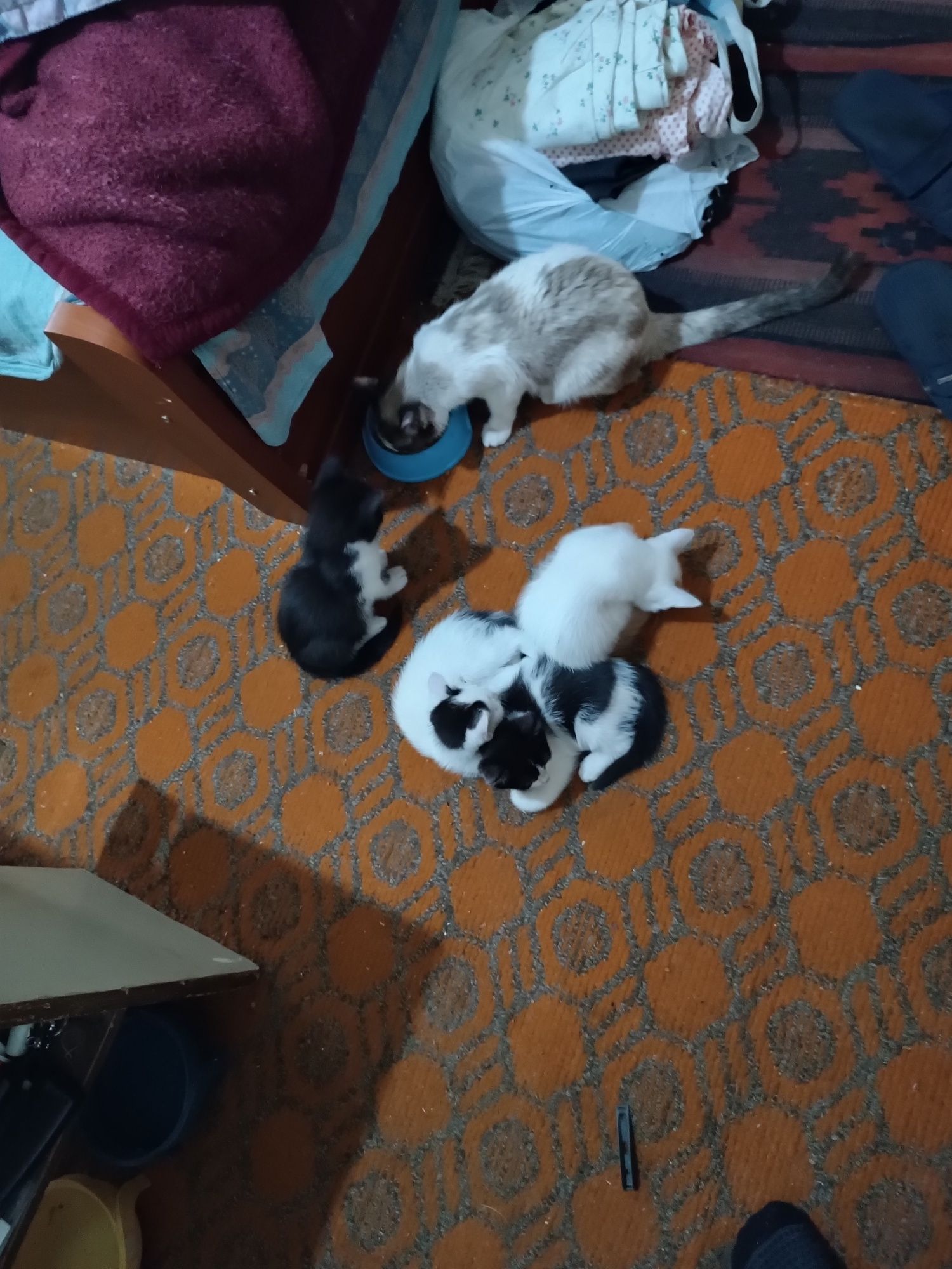 Отдам даром в хорошие руки  котёнки сиамский породы