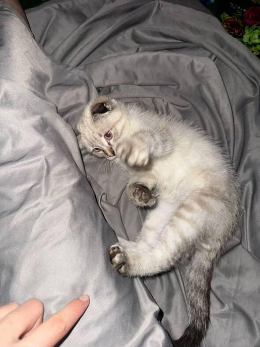 Кошка шотландский