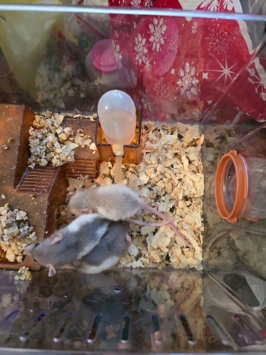 Продам крыс мальчики и девочки есть