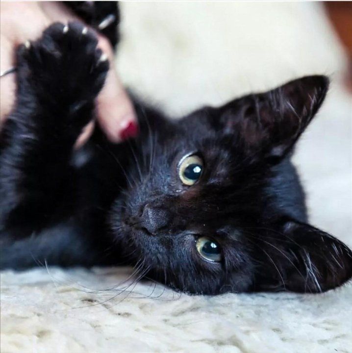 Кошка котенок