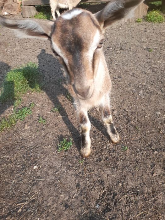 Tapici tineri 3_4luni