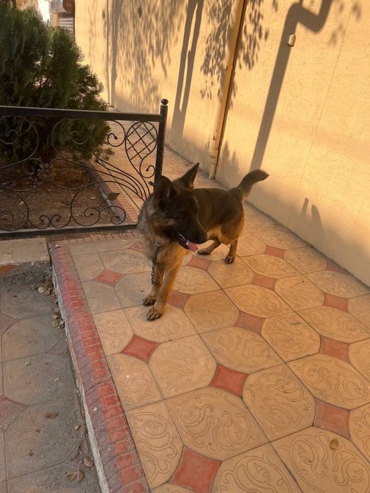 Продается щенок порода немецкая авчарка