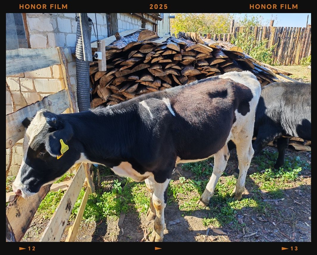 Продам 3-х бычков подсосных
