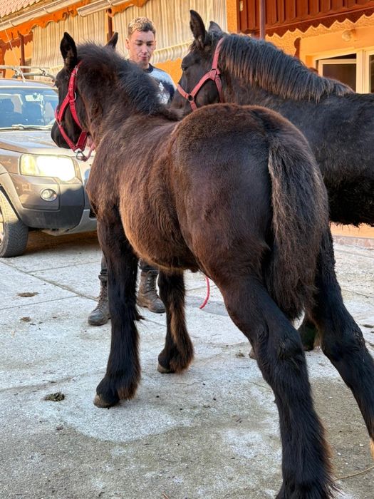 Mânze de vanzare pret bun!