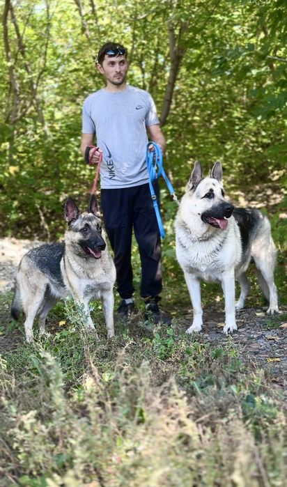 Щенки зонарные и чепрачные с документами СКК