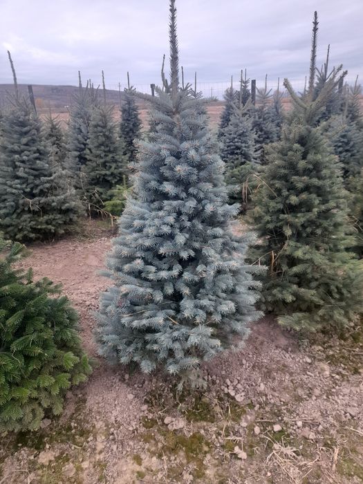 Brazi arginti și verzi