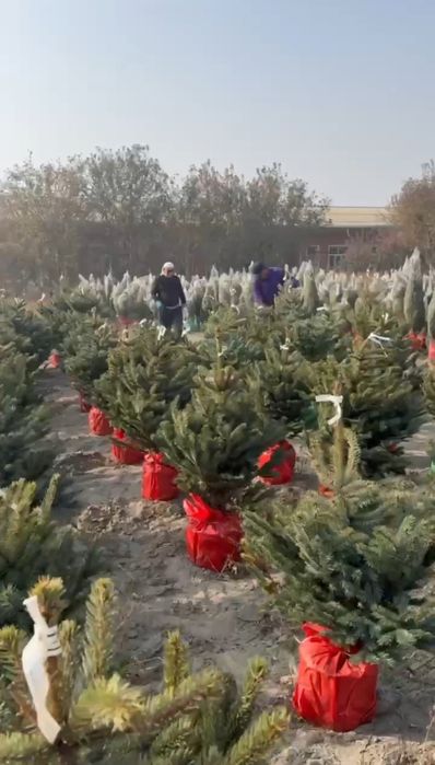 Голубая ель Арчалари