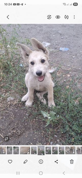 Щенок ищет  дом, любящих хозяев.