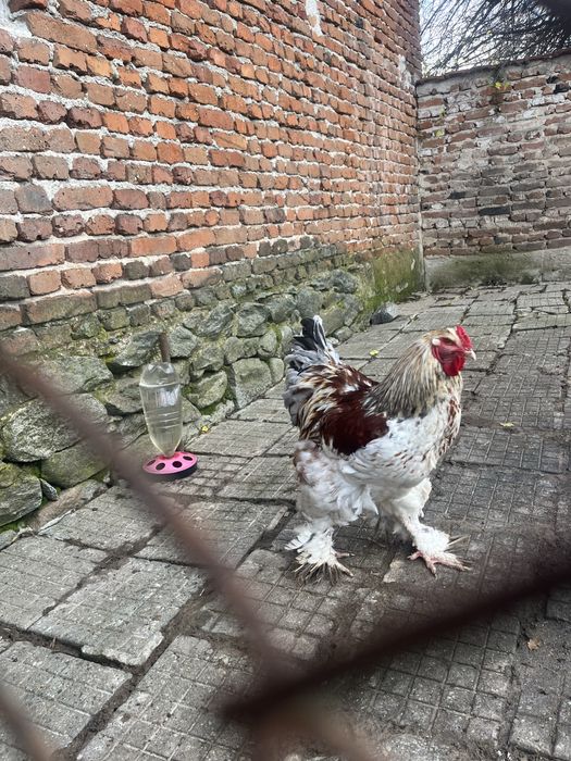 Продават се петли брама