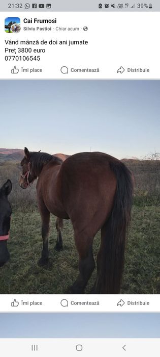 Vând manza de 2 ani jumate