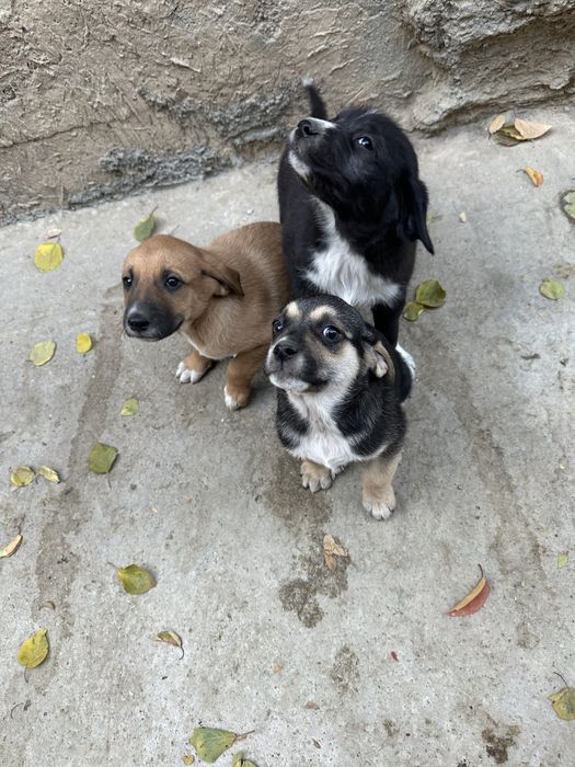 Щенки в добрые руки