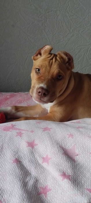 питбультерьер почти 4 мецяца