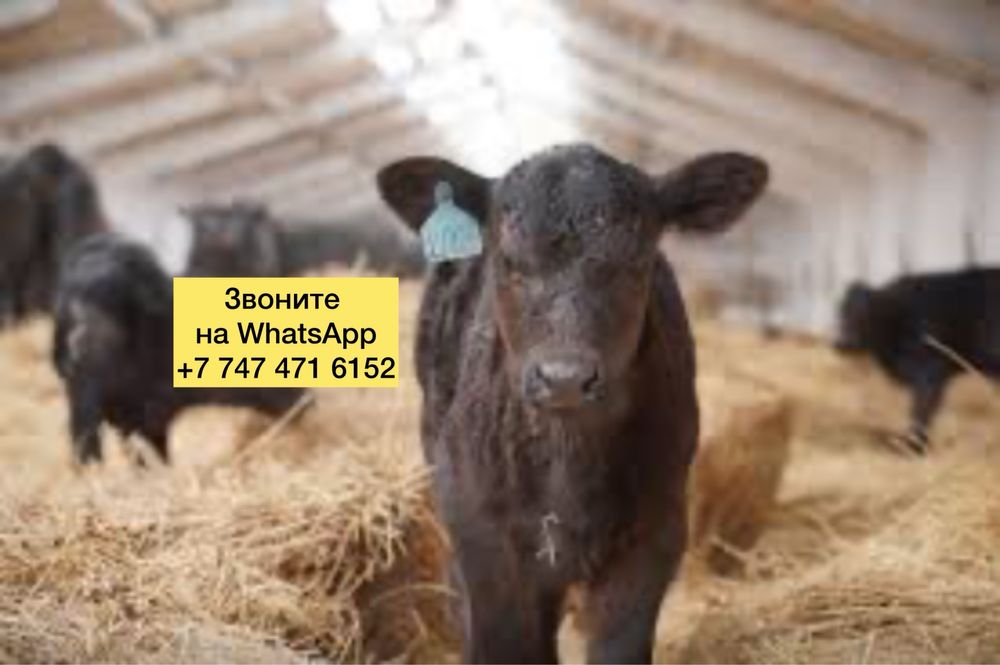 Продам бычки телята и телочки sugas