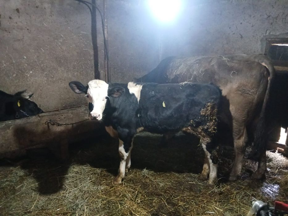 Tăusaș băltat pe negru