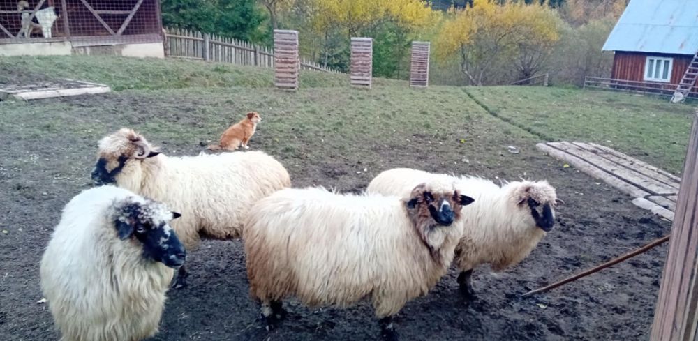 Vând oi bucălăi!