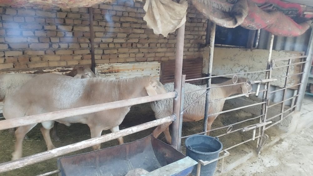 Арашан Кузи ва кучкорлар