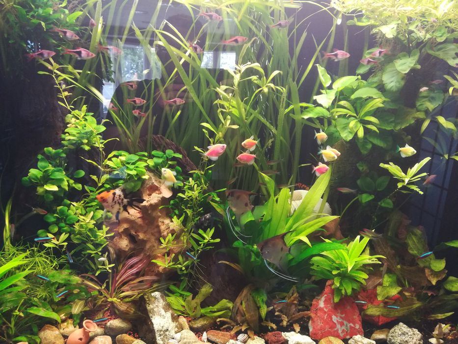 ПОДДРЪЖКА и ИЗРАБОТКА на аквариуми по поръчка