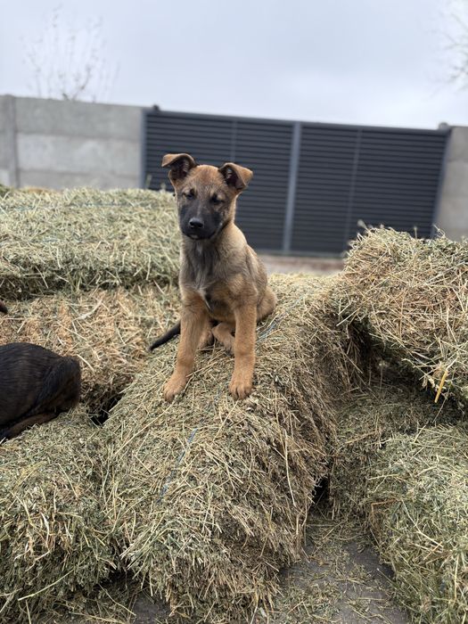 7 Catei si 3 pisici spre adoptie