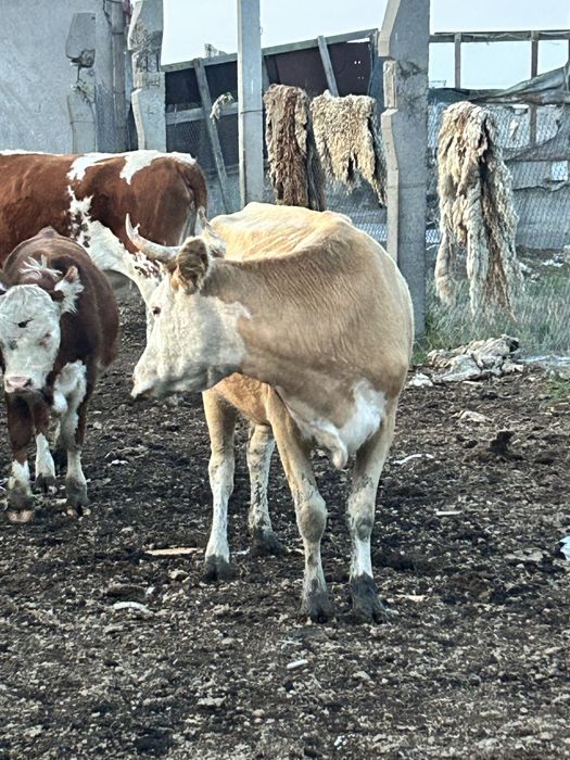 Продам степных коров