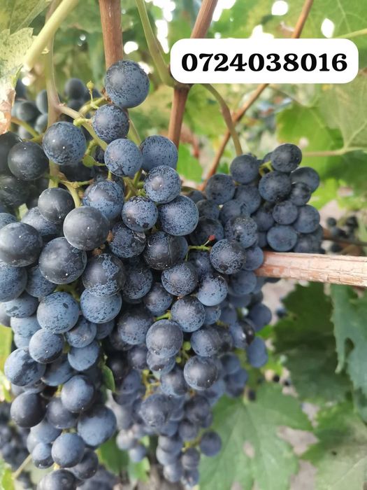 struguri de vanzare, Urlați 3,5 lei