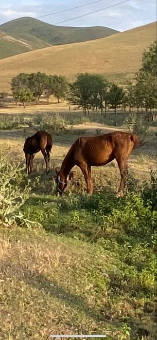 Кулынды бие сатам