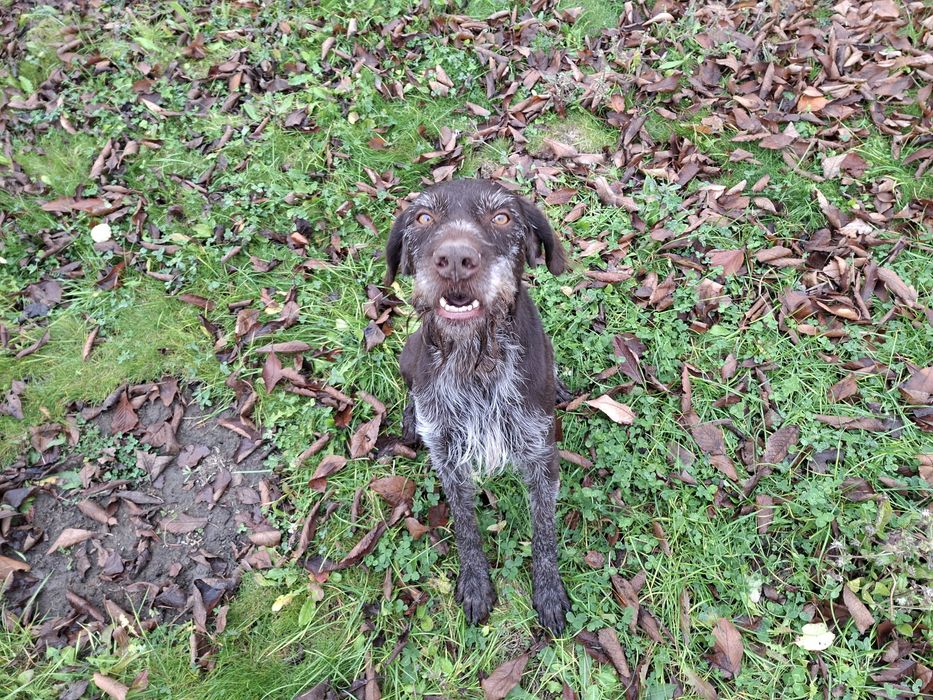 Brac german cu Pedigree