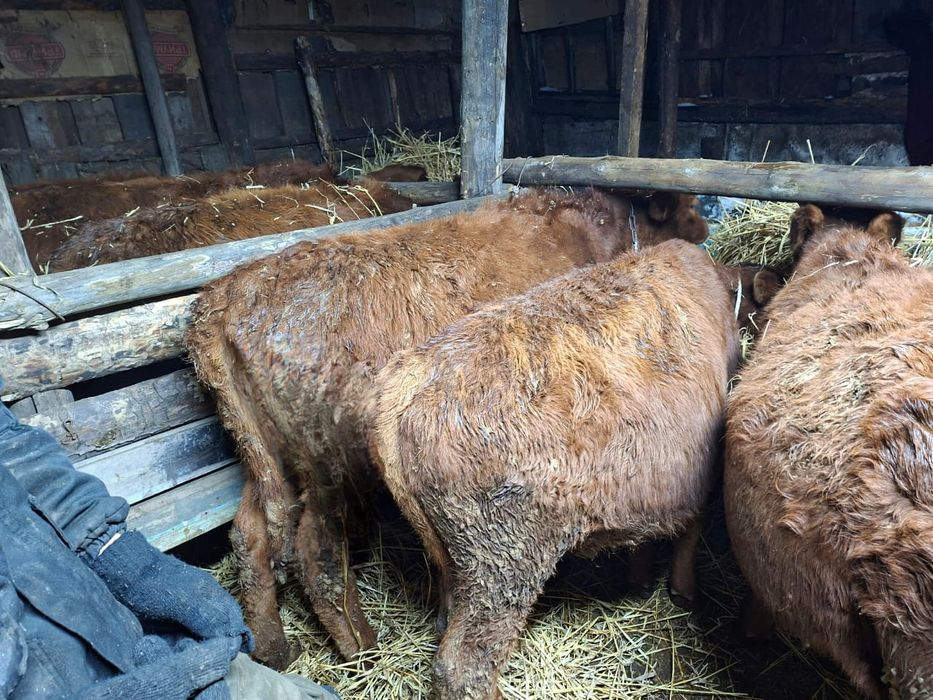 Телочки,скот,телята