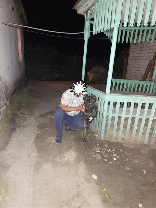 Отдам за дешево! Срочно Кане Корсо 1,6 года Чистокровный, Документ