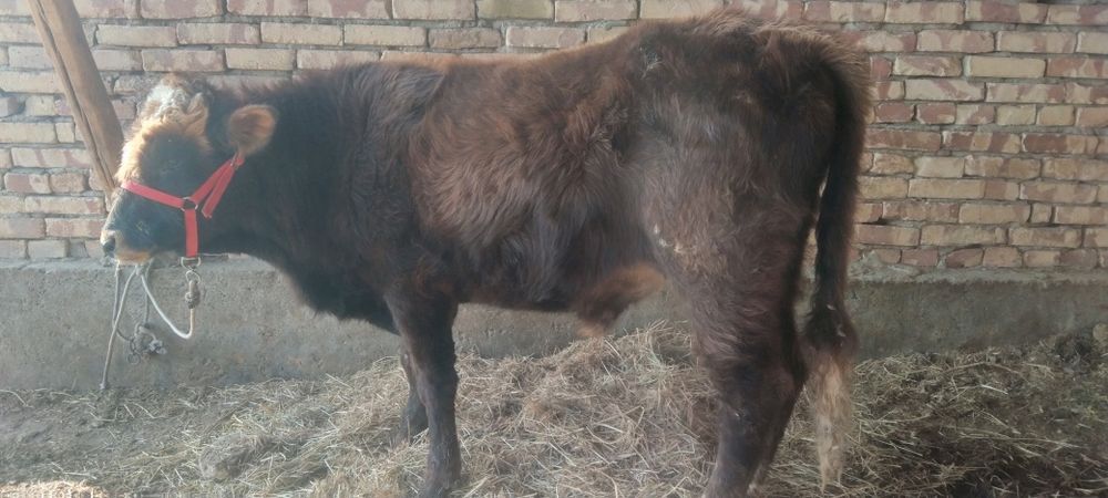 Boqiladigan Buqqala sotiladi