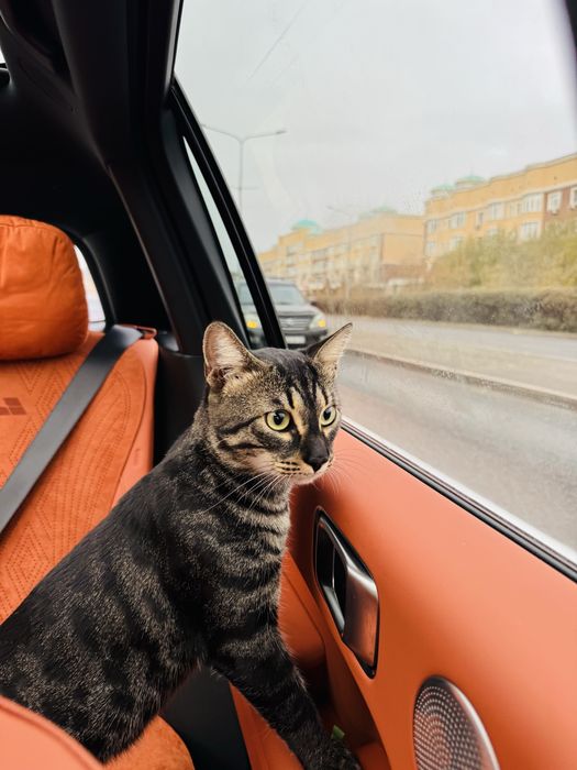 Отдам очень умного и ласкового кота в добрые руки