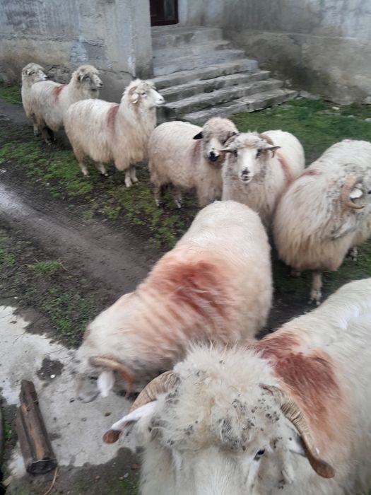Vând 8 oi de ținut