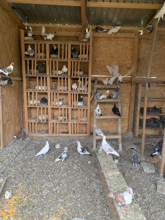 Vand porumbei voiajori