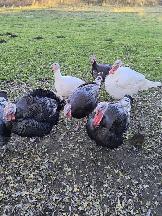 Vând curcani crescuți național