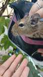 Vând veveriță Degu ... 100 lei
