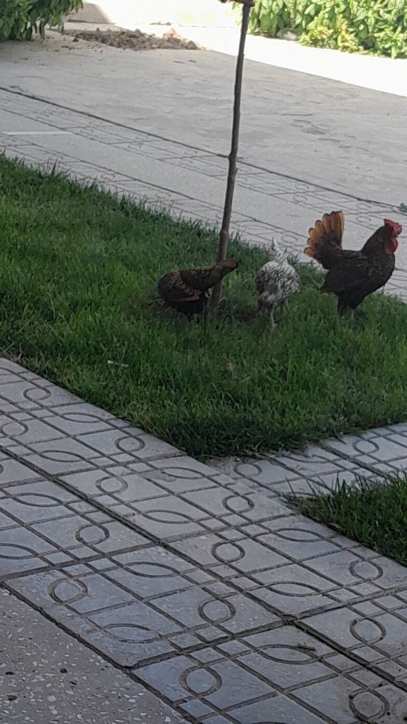 Tovuqchalar sibrayt 3 ta