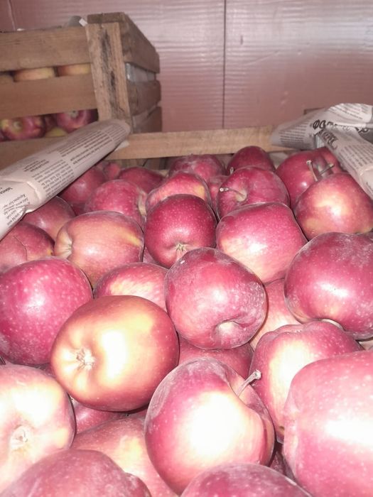 Яблоки высший сорт