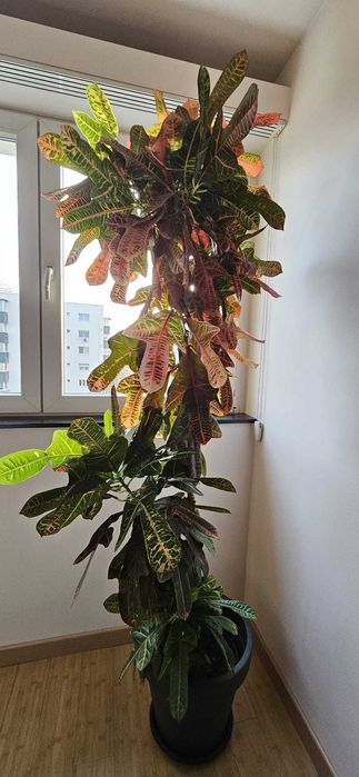 Planta de interior - Croton Codiaeum Variegatum Petra