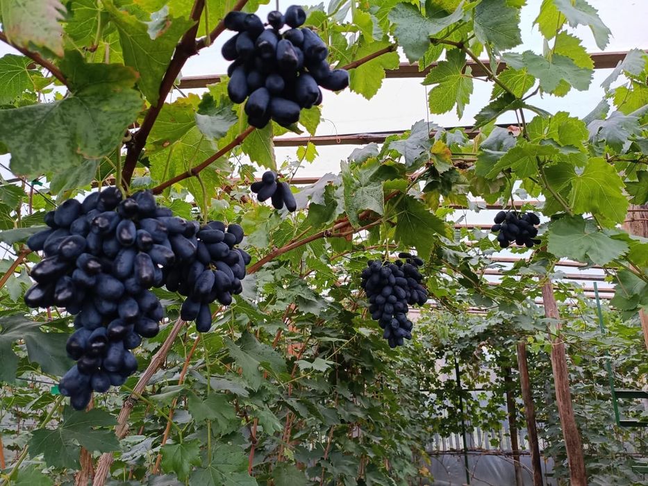 Vita de vie soiuri de colectie