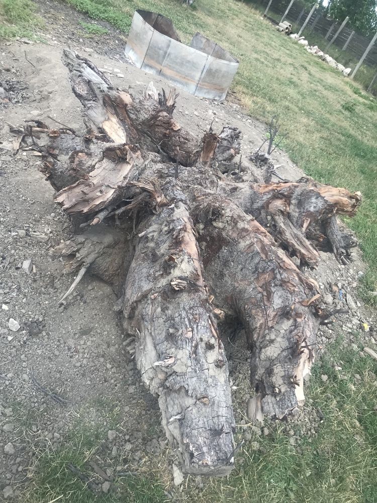 Radacina de nuc aprox 300 de ani, rondele trunchi, dulapi…