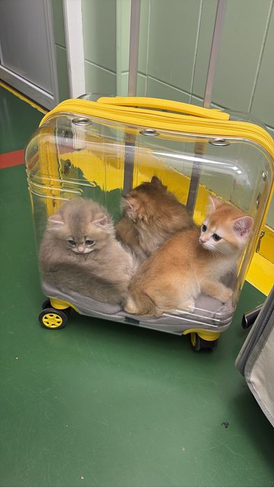 Troller transportor caini pisici