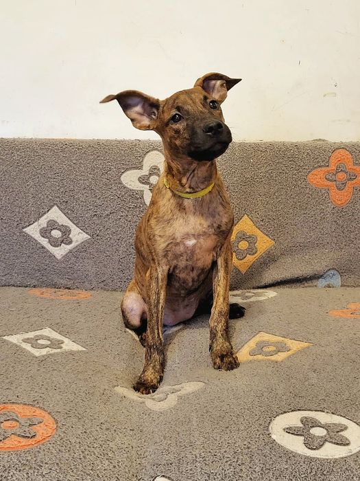 Щенки Американского Стаффордширского терьера