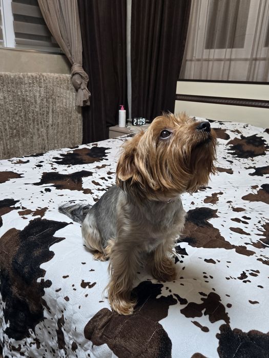 Чистокръвни Йорки – 2-месечни малки сладури!