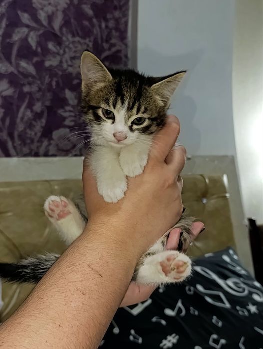 ищу котятам любящую семью